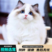 宠六福纯种布偶猫幼猫活体小猫咪宠物猫幼崽长毛蓝眼 宠物级 公