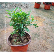 恋品惠清香胡椒木办公桌面小盆栽观叶绿色小植物盆景清香树散发香味批发 小苗