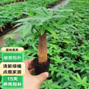 泰西丝 发财树盆栽室内植物花卉小盆景客厅绿植办公室招财好养小盆栽 小单杆发财树 不含盆