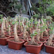 银杏盆景盆栽 造型盆景 室内花卉微型观叶植物 白果树桩苗 银杏小树桩 随机2棵