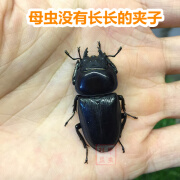 中华大扁锹甲 甲虫宠物活体成虫锹形虫昆虫独角仙长戟毛象大兜虫 中华大扁锹母虫 送果冻