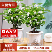 樱霞茉莉花苗白茉莉盆栽花卉 白茉莉5棵左右+雏菊盆【2套】源头直发