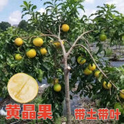 黄晶果树苗嫁接黄金果苗6号冬蜜四季当年结果南方种植早熟盆地栽 一公分小苗