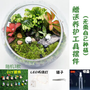 南啵丸微景观生态瓶成品缸盆景玻璃苔藓创意植物造景材料办公室室内桌面 三只小羊绿苔藓 成品发货