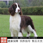 伊宠史宾格幼犬纯种宠物狗狗活体小狗活物幼崽 宠物级 公