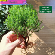 京佳乐苔藓微景观DIY材料 网纹草单颗植物鲜活绿植生态缸水陆缸造 土培或水培-雾松