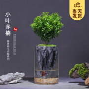 开时果 鱼缸盆景创意植物微景观（栽好发货-方形可养鱼）绿植盆栽水族箱 小叶赤楠（玻璃瓶-圆形+假山石）