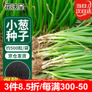 花沃里 四季小香葱种子蔬菜种子叶菜家庭阳台盆栽/田间栽种 约500粒/袋