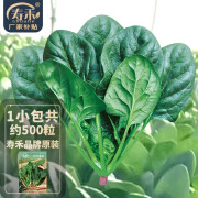 寿禾 大叶小叶菠菜种子大全波菜种蔬莱耐寒蔬菜四季播寿光秋季季菜籽 寿禾大叶菠菜种子5g约500粒