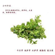 独爱（DUAR）新鲜香料西餐调料 牛至叶100g