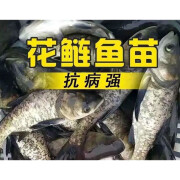 婷越岚花鲢鱼苗大头鱼苗鳙鱼苗包活大头鳙鱼苗活体胖头鱼苗草鱼苗鲫鱼苗 花鲢鱼2-3厘米1000条