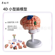 卓越星4D拼装人体大脑模型脑结构脑血管脑神经大脑解剖教学益智早 小型袖子大脑