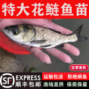 花鲢鱼大头鱼苗淡水养殖食用胖头鱼半斤鲢鳙小苗雄批 大头鱼苗5-7厘米20条:送10%25防