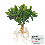 水培植物花卉绿植室内好养多肉四季红掌办公室桌面水养开花小盆栽 水培栀子花(带花苞) 不含盆