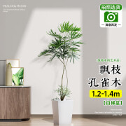 临雅孔雀木绿植网红室内盆栽大型客厅办公室吸甲醛落地观叶植物好养活 飘枝孔雀木1.2-1.4米+白梯盆