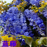 紫藤花树苗四季开花爬藤绿植物紫藤萝花卉盆栽阳台庭院室内外围墙 蓝藤 10年苗庭院种植开花多多