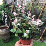 花叶络石彩叶吊兰垂吊爬藤植物阳台庭院绿植花卉耐寒净化空气 七彩络石藤（花叶络石中盆原土发货