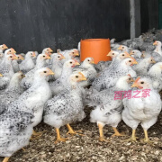 汶上白芦花鸡活苗脱温稻花鸡半大散养彩凤鸡苗鹊鸡幼崽小鸡活苗 半斤白芦花 x