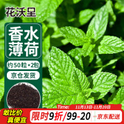 花沃里香水薄荷种子约50粒*2包 蔬菜种子家庭盆栽食用薄荷苗阳台庭院