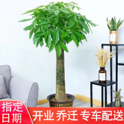 【送货上门】绿植盆栽同城速递北京上海广州深圳盆栽乔迁开业送礼 独杆发财树1.2米-1.4米左右含盆