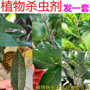 桂花柠檬柚子桔子树茶花柑橘石榴树专用打虫药果树杀虫剂除去虫药 80ml