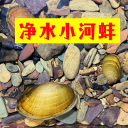 专吃鱼屎粪便黄金小河蚌河蚬淡净水观赏螺鲜活物黑金刚贝壳苗活体 3-6厘米河蚌2个送1个备损