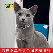 佳朔【签订正规合同保疾病】纯种俄罗斯蓝猫幼猫绿眼睛猫咪活体短毛猫 宠物级 【精品俄罗斯蓝猫】