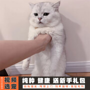 伊宠英短银渐层猫幼猫纯种小猫咪宠物猫咪活体幼崽 宠物级 公