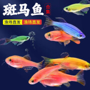 森悠（SARYOR）斑马鱼小型热带淡水观赏米奇活体鱼集锦新手好养 【糖果斑马】随机8条 (2.5-3cm)