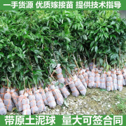 荔枝树苖妃子笑桂味糯米糍无核网红仙进奉南方庭院水果苗果树树苗 优惠组合妃子笑1 0g 优惠组合妃子 50cm(含)-60cm(不含)