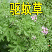 大爱婧骑蚊虫草种子花种子庭院室内阳台四季易种开花香草艾草种籽花种籽子 驱蚊草种子500粒+肥