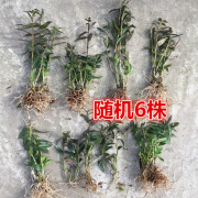 铁皮石斛花 盆栽铁皮石斛苗盆栽花卉绿植石斛枫斗种苗可食用吊兰 体验装6株+木屑肥料