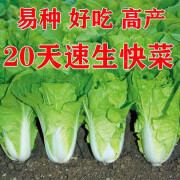 禾之润20天速生快菜种子四季小白菜籽耐热耐湿杂交蔬菜种孑春夏秋冬季 【原装】快菜种子1袋