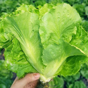 泰西丝夏季蔬菜种子大全耐高温耐热四季播家庭种植阳台6月份夏天种菜籽 意大利生菜种子10g【脆嫩】