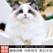 伊宠纯种布偶猫幼猫布偶仙女猫小猫咪宠物猫咪活体幼崽 宠物级 公