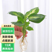 泰西丝粉黛万年青植物水培盆栽玛丽安银皇后办公室桌面水养绿植观叶盆景 玛丽安1株  不含盆