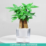 樱霞绿植盆栽桌面办公室内小绿色好易养活花卉水培植物净化空气 【三杆发财】加厚光汐自吸盆