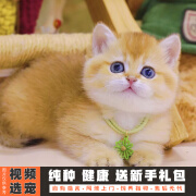 伊宠纯种英短金渐层幼猫小猫咪宠物猫咪活体幼崽 血统级 公