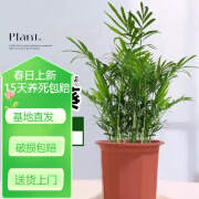 中梦  散尾葵植物盆栽客厅大型绿植室内办公室凤尾竹盆景天堂鸟花卉 25-30厘米一盆