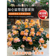 果汁阳台月季花苗四季开花卉盆栽绿植物室内花易活玫瑰带花苞庭院 365天带花苞发货  建议购买180加 带盆栽好