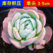 素蜜辣青春多肉植物组合盆栽小绿植花卉玉露大颗好养室内精品肉肉 带 冰梅_ 不含盆