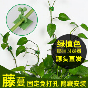 绿萝爬墙固定器厂家小中大号现货批发绿植挂钩粘贴墙面固定免打孔 绿色小号 10只