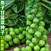 禾之润抱子甘蓝种子孢子甘蓝苗蔬菜种籽紫子持小包菜卷心菜包心菜孑菜种 孢子甘蓝原装1包+有机肥