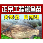 土鲫鲫鱼苗工程鲫湘云鲫大板大品种中科五号淡冷水养殖活体草鱼苗 工程鲫2-3厘米500条多发20%防损