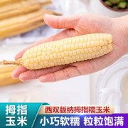 禾语鲜 西双版纳拇指小玉米 新鲜糯玉米蔬菜健康轻食 1斤装（约8-10根）