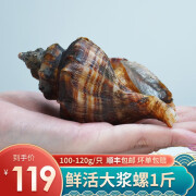 小平岛【活鲜】浆螺鲜活海螺大连螺100-120g 海鲜水产花螺新鲜 浆螺1斤（4-6个） 500g