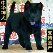 纯种中华田园犬广西土猎狗五黑犬黄狗白面虎斑四眼铁包金幼犬活体 宠物级 幼年犬(45日龄-12月龄) 公母备注