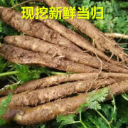 教蔬鲜生大凉山新鲜 高原湿甜当归现挖小当归粉糯煲汤蔬菜5斤