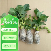 中梦草莓苗盆栽带土南方阳台新苗种植苗秧 红颜草莓 10棵苗（含一次性育苗盆）