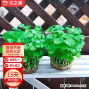 沭之美铜钱草水培土培植物盆栽桌面盆栽 铜钱草2盆【不含盆】源头直发